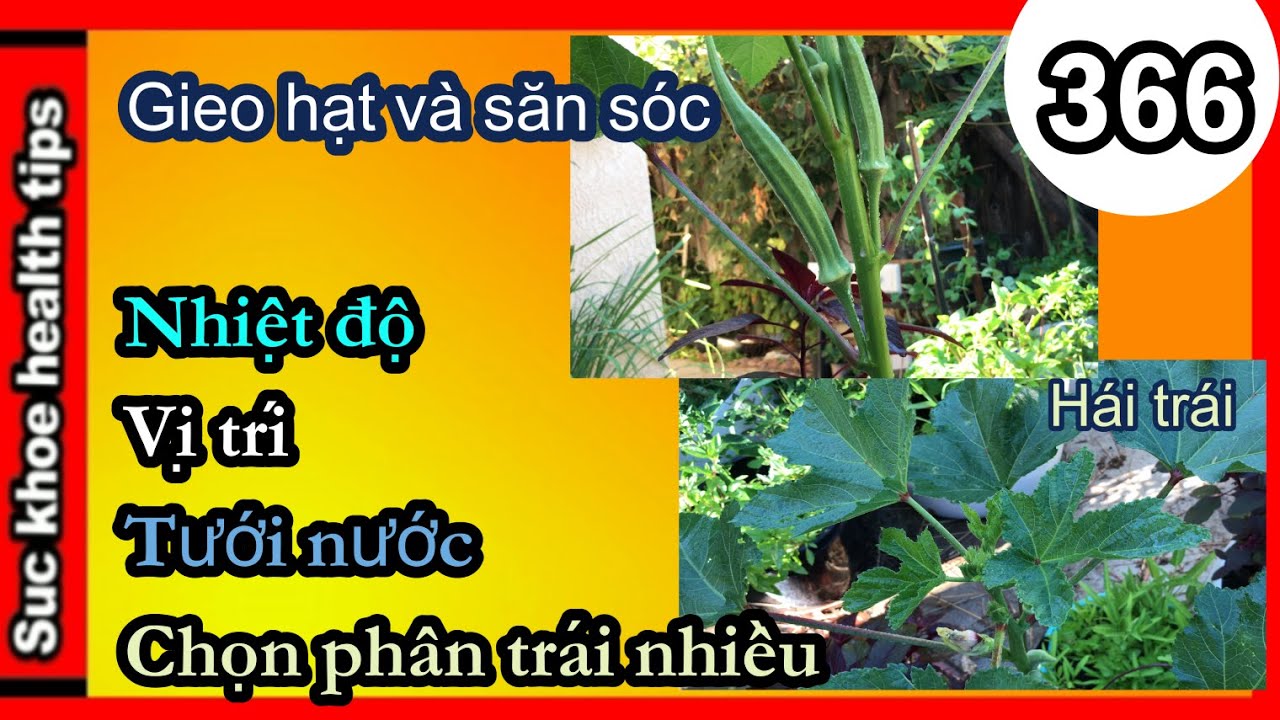 ĐẬU BẮP gieo hạt HÁI TRÁI sang chậu BÓN PHÂN organic fertilizer, #366 grow care okra plants