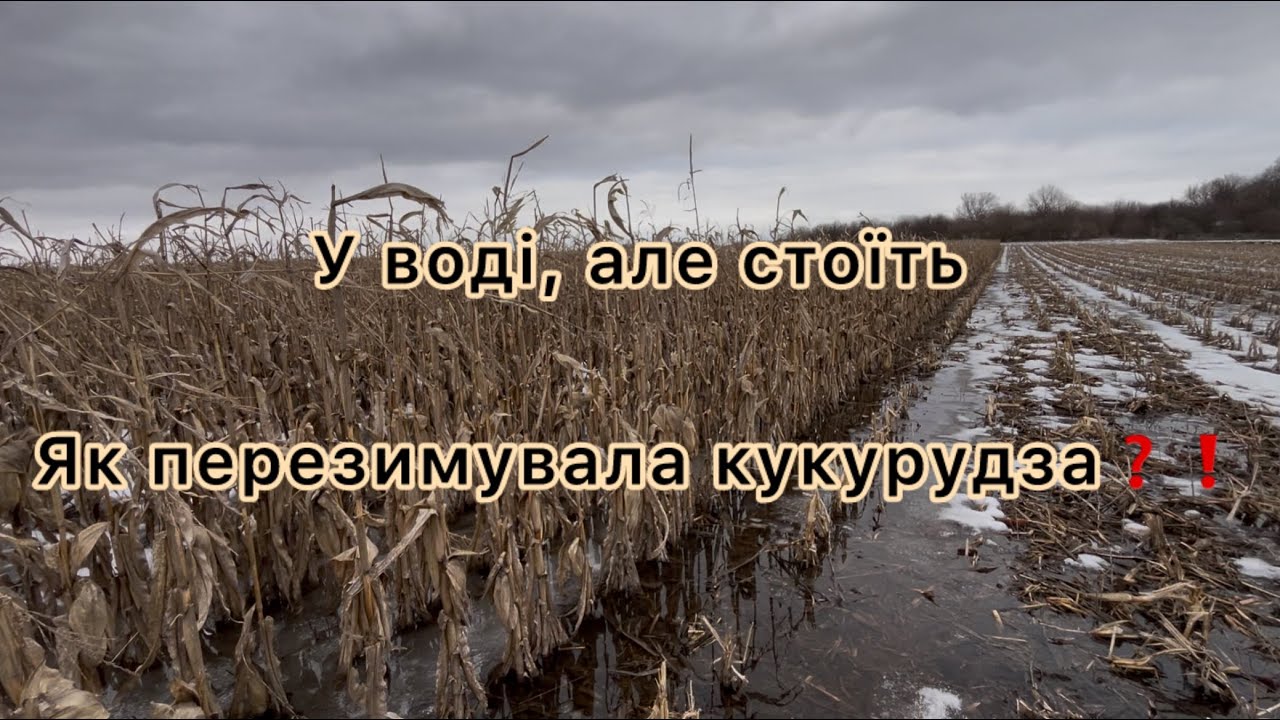 Кукурудза після зими🥶😱 молотити будемо в травні??