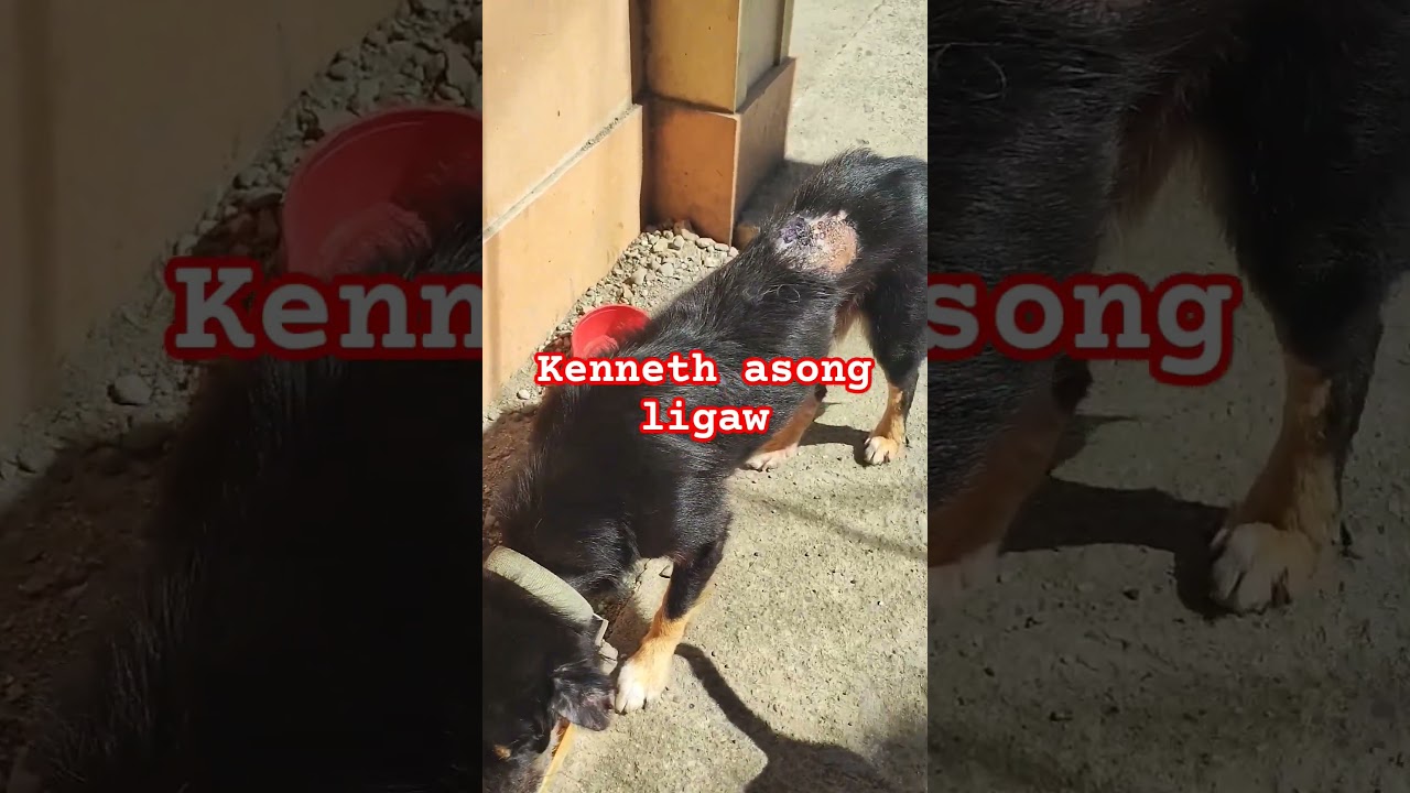 Kenneth asong lingaw 