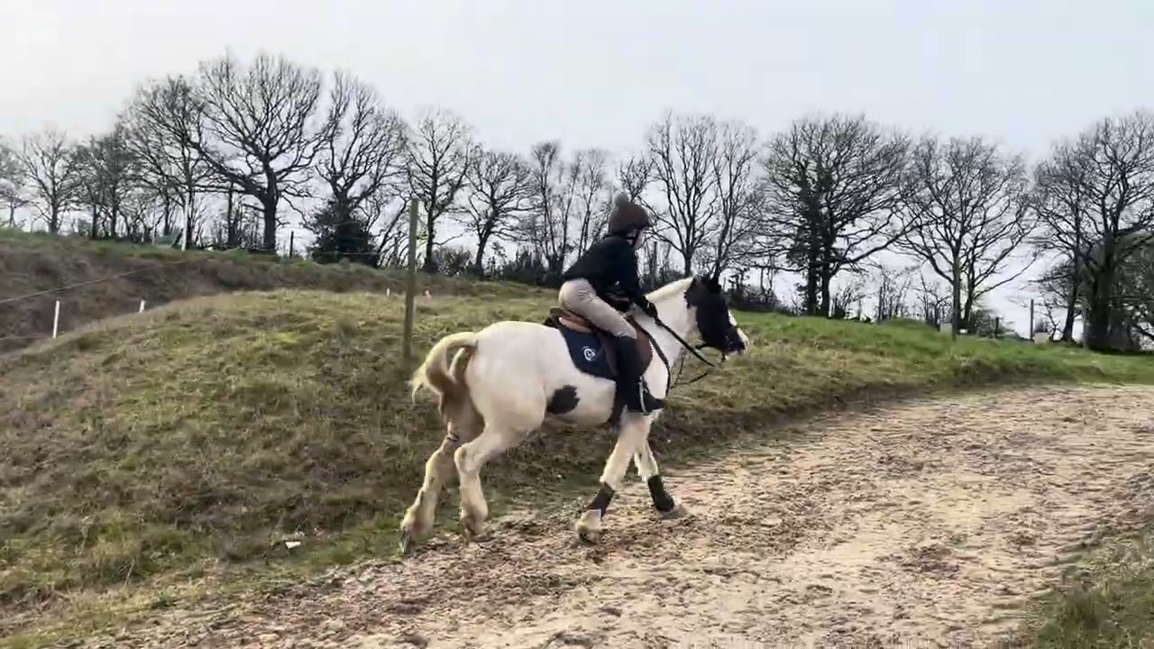 Harper and Sweetie Xc training @downefarm #ponyclub #horse #jumping #cob #pony #arenaeventing 