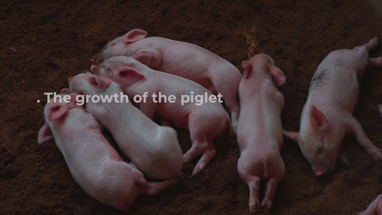Farm Up, with Koudijs! - farrowing management