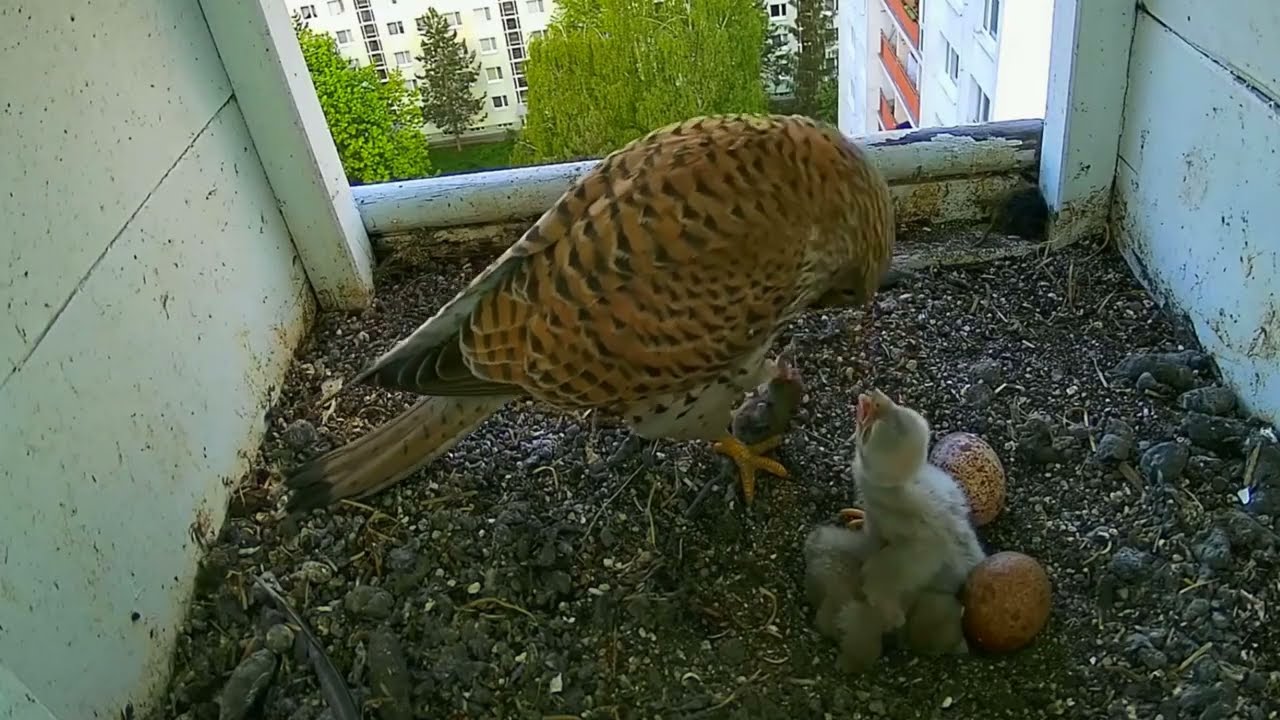 #kestrel Cam1#09 mother birds brings food to feed her chicks in the nest, Falcon babies feeding