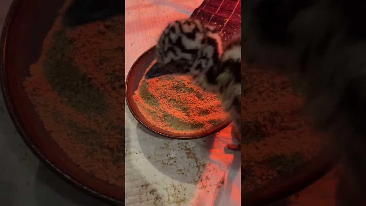 What Do Emu Chicks Eat??
