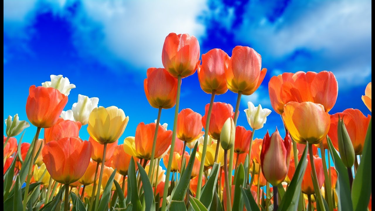 Floriade Impressie Almere 2022 HD 1080p