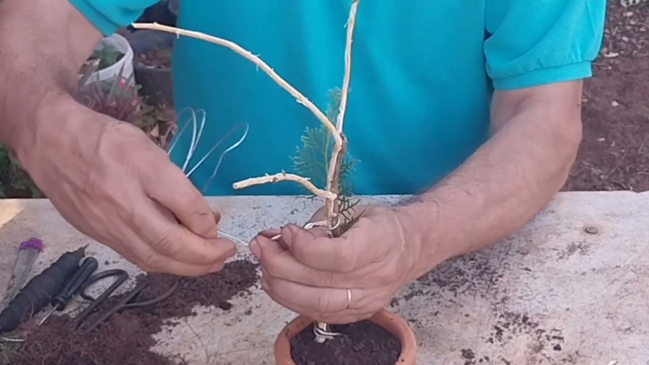 Estilo Madeira Morta no Bonsai