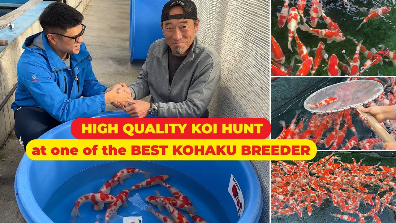 Высококачественная охота на крупных кои на ферме Maruyama Koi Farm — одном из лучших заводчиков кои