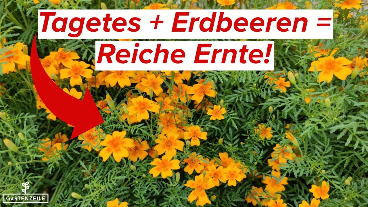 Darum solltest du Erdbeeren und Tagetes zusammen pflanzen!