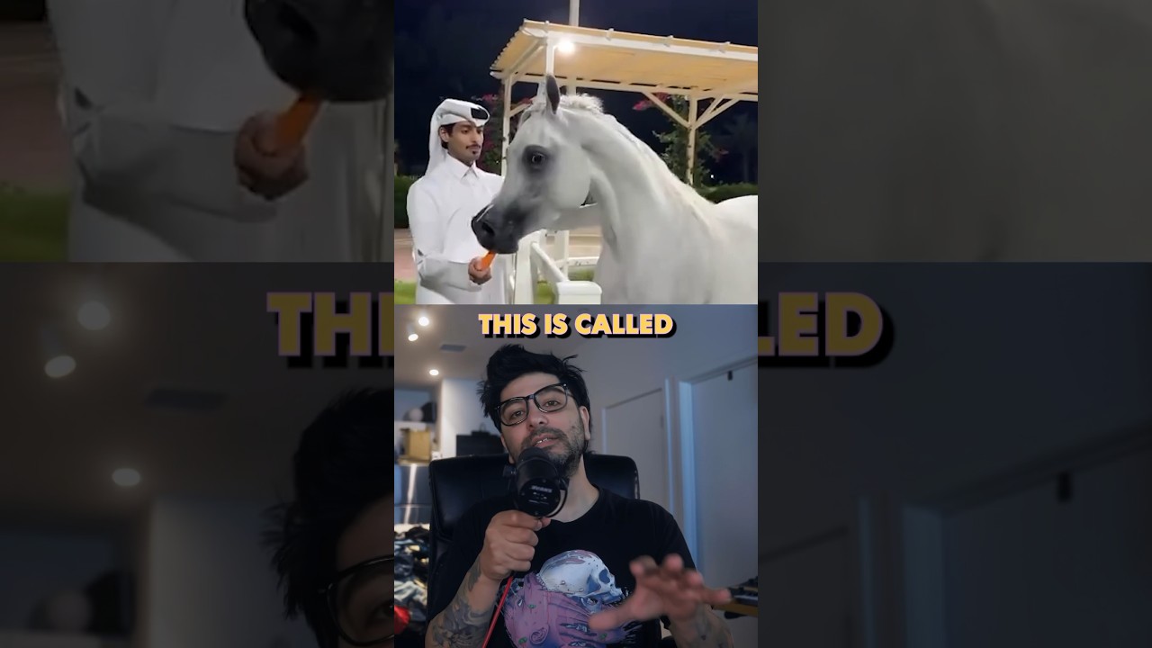 Have you ever seen an Arabian horse before 