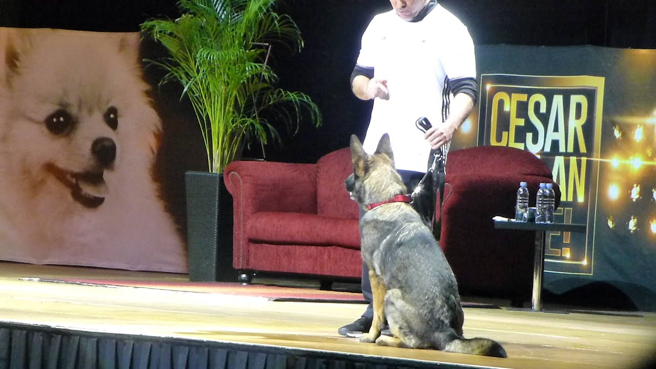 Cesar Millan Live Dortmund 13.12.2015