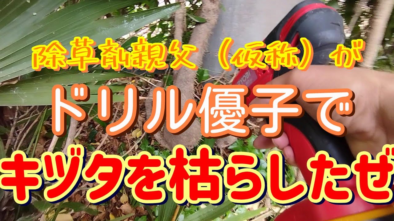 除草剤親父（仮称）がキヅタを枯らしてやったぜ