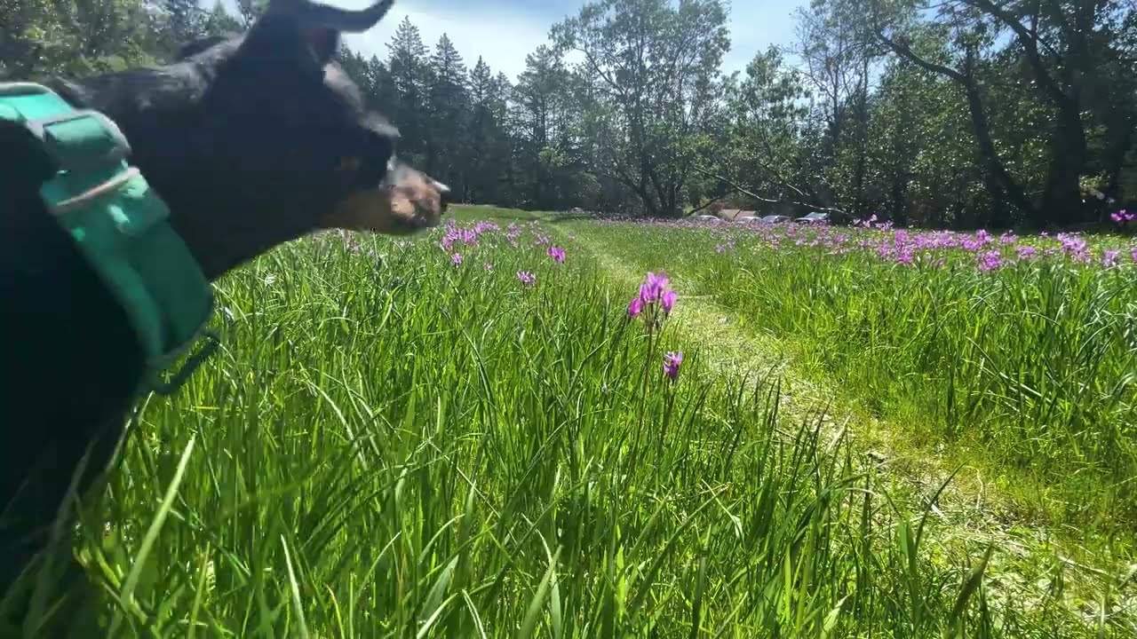 Peaceful Forest Walk at Yellow Point Vancouver Island | ASMR Hiking with chip the dog & Birdsongs