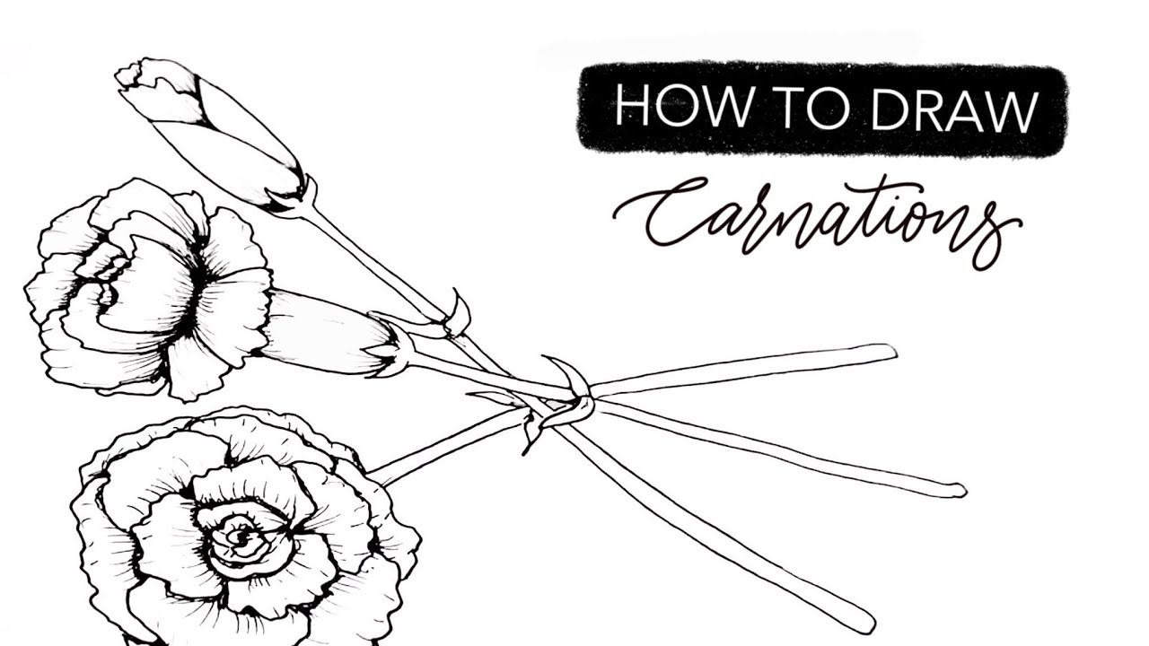 How To DRAW January’s Birth Month Flower: The Carnation