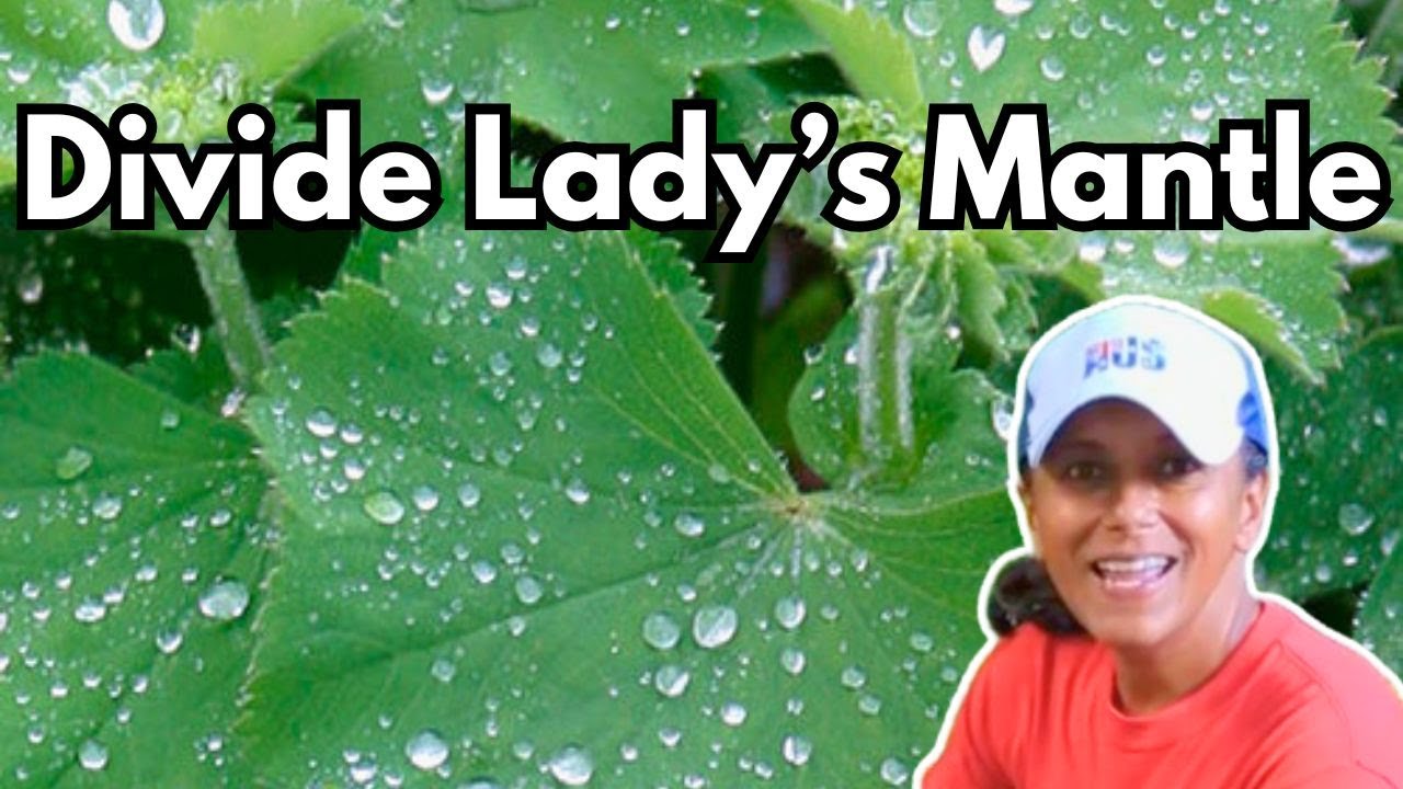 How To Divide Lady's Mantle | Alchemilla mollis