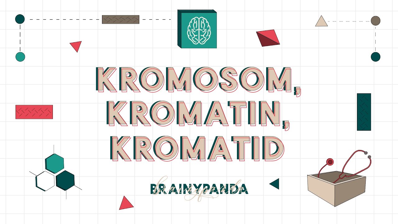 Kromosom, Kromatin & Kromatid | Ilmu Biomedik Dasar | Brainy Panda