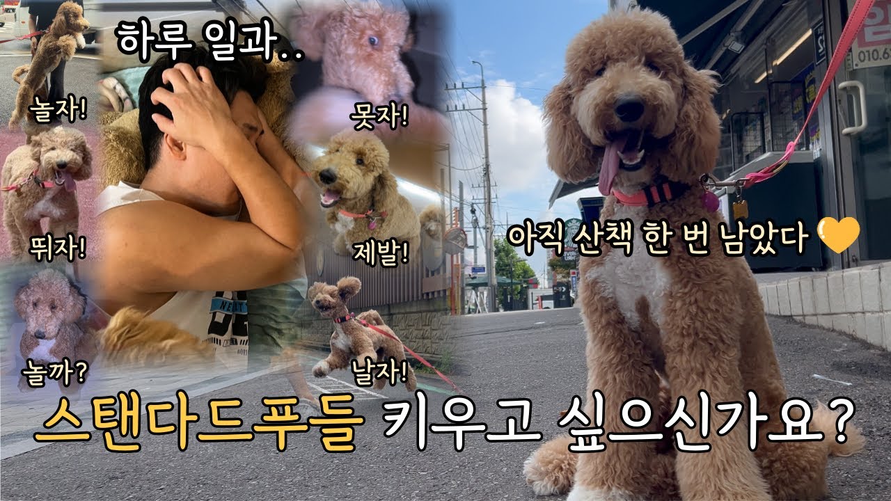 [멍멍 다큐멘터리] '스탠다드푸들 키우고 싶으신가요?'  하루 24시간이 모자라다.. 스탠다드푸들의 실제 일상 루틴 공개 | 강아지 Vlog