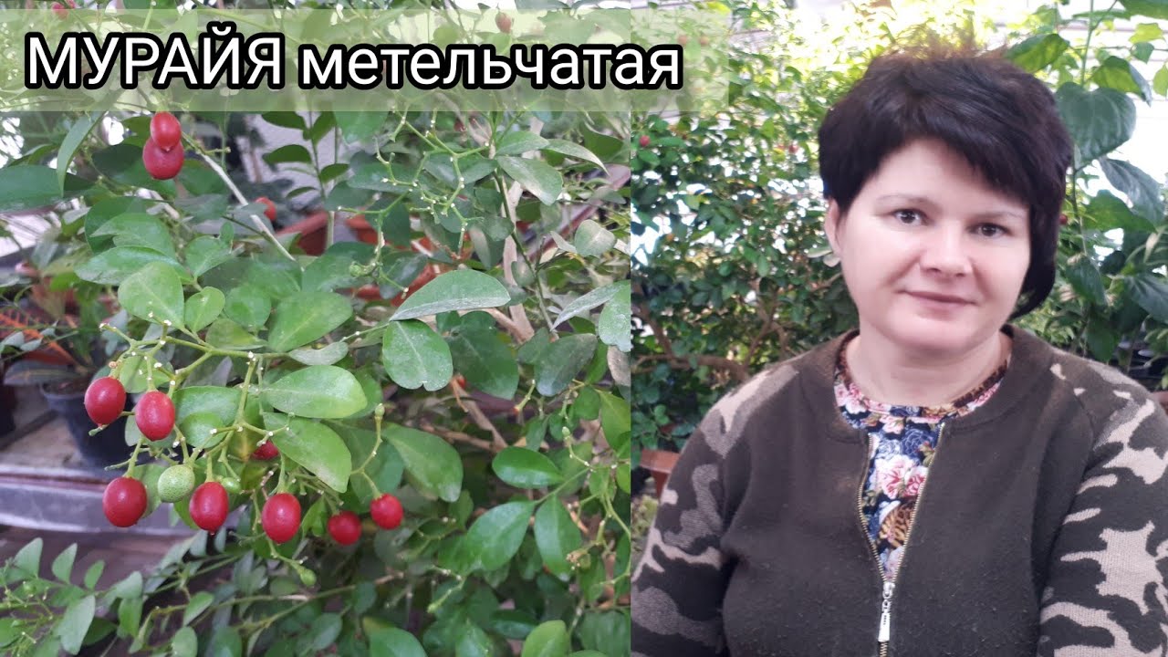 Как вырастить МУРАЙЮ. Опыт пяти лет.