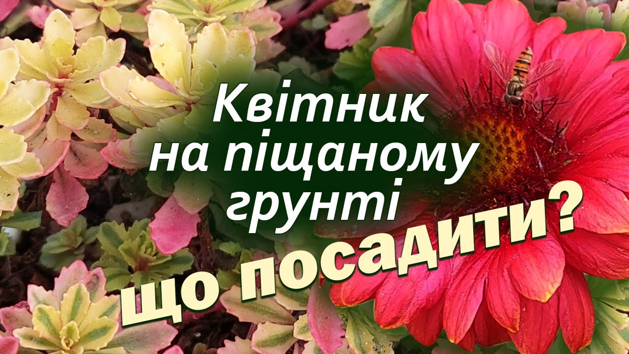 Найкращі рослини для піщаних грунтів. Красива клумба без турбот. Створюємо красу разом!