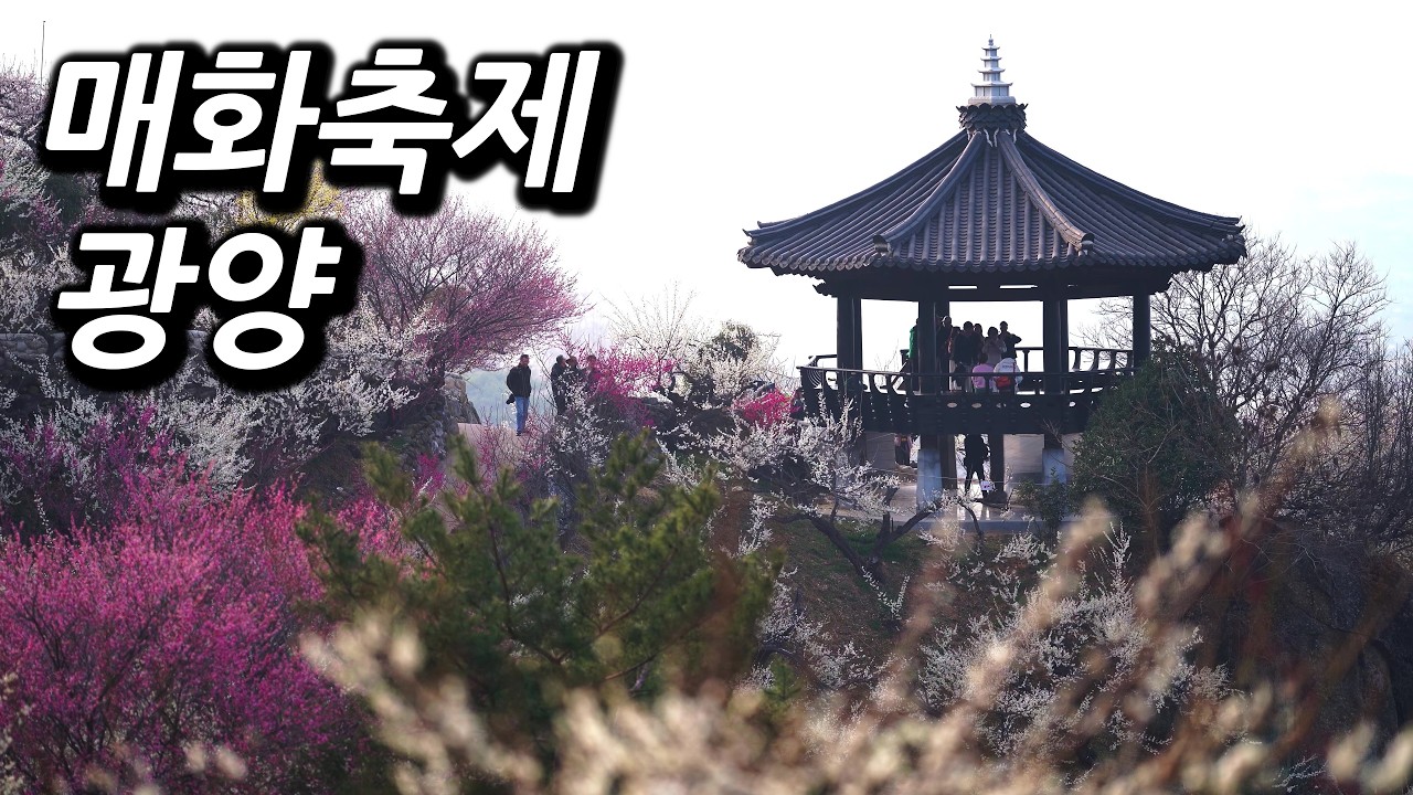 2026년 3월 16일 광양매화축제 현장 4K UHD