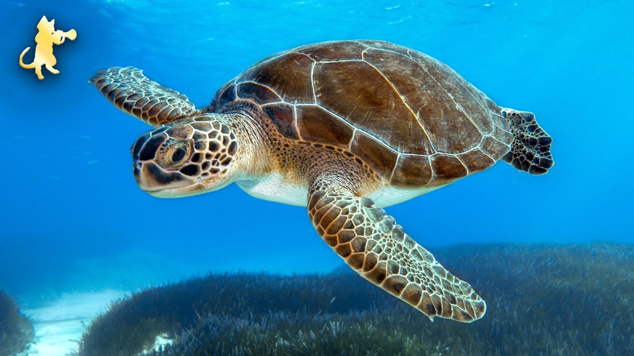♡ GIANT SEA TURTLES ♡ AMAZING CORAL REEF FISH • 12 HOURS of THE BEST RELAX MUSIC