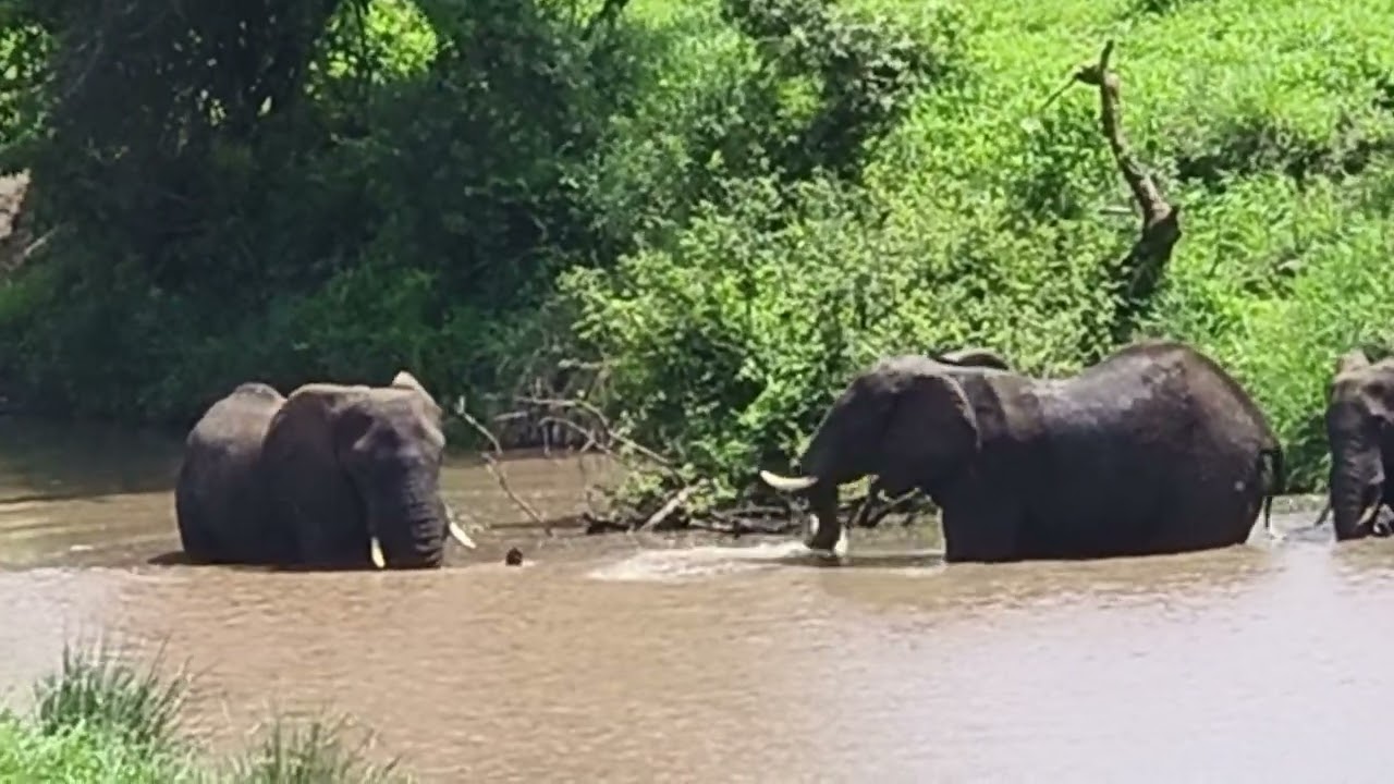 #wildlife#krugernationalpark#elephantsstandinginsidetheriver#viralvideo#southafrica