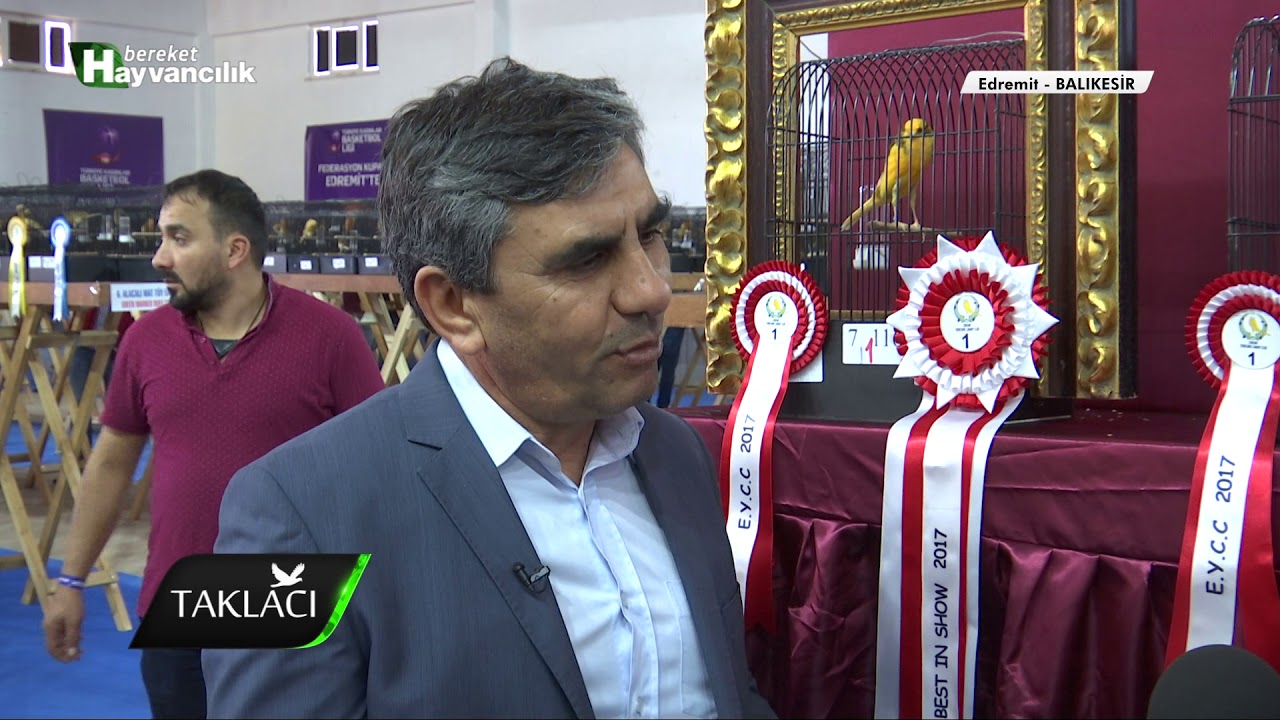Taklacı - Yorkshire Kanarya Yarışması / Edremit - 2.Bölüm