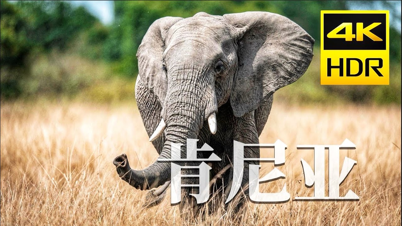 肯尼亚旅行摄影：把爱好当成职业，还能快乐吗？【4K HDR 杜比视界】