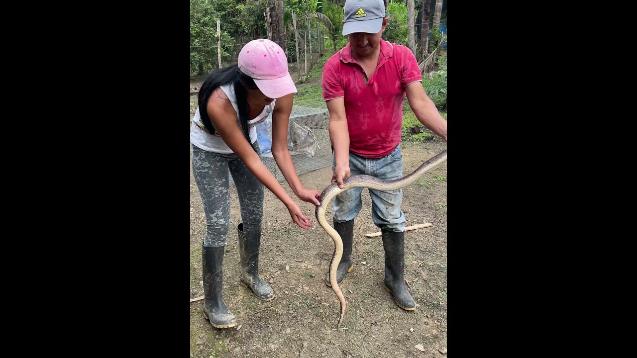 Conozcan a una de las serpientes más venenosas 🐍👈🏻👀~ Saida ZC~ 💚