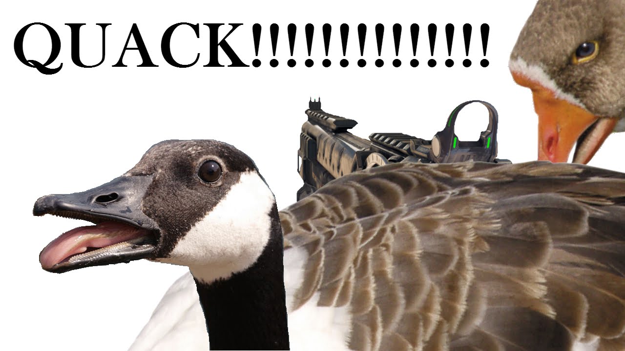ARGOOSE
