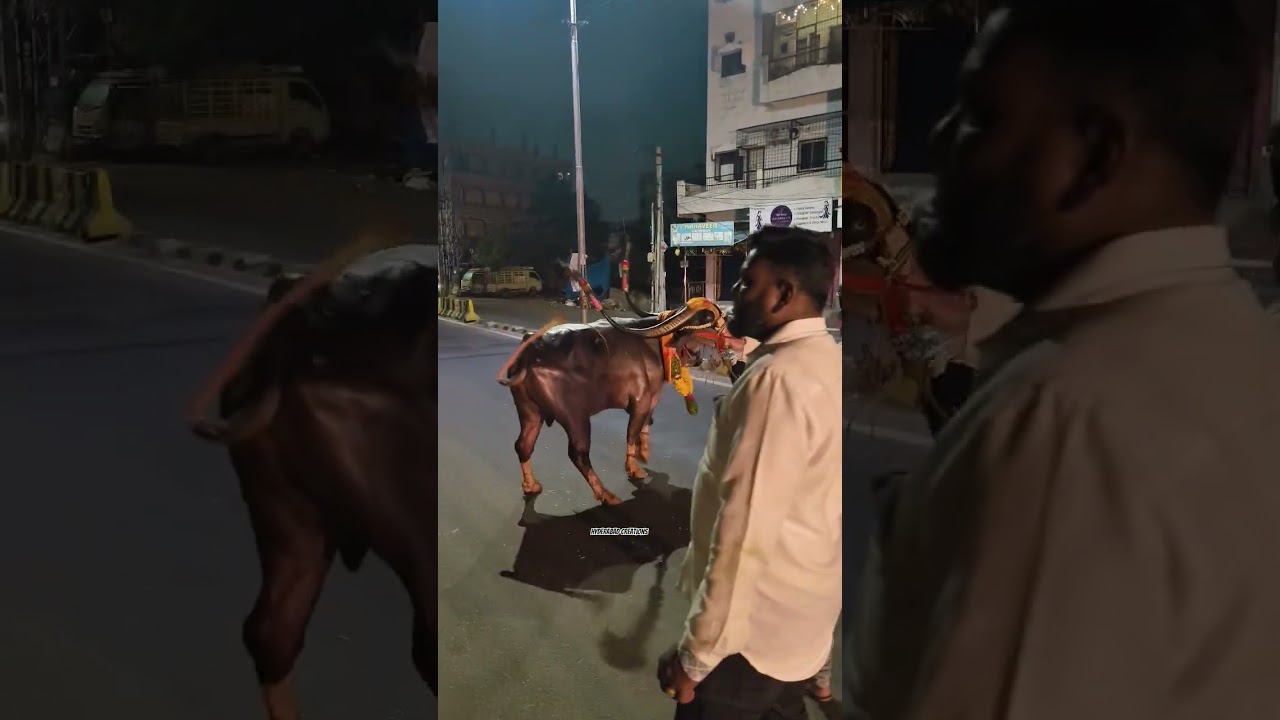 Yadav sadar festival 2025 #sadar #sadarfestival #short #shorts #dance #yadav #viral