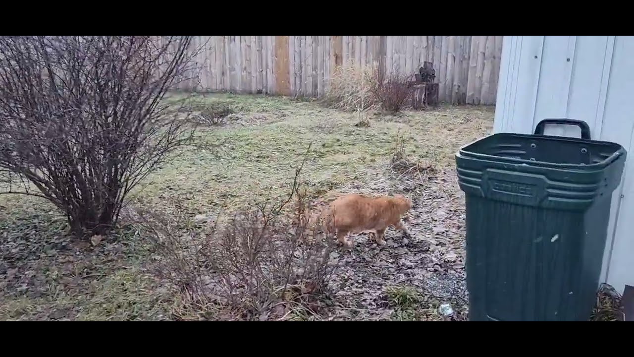  Jake Playing in the snow