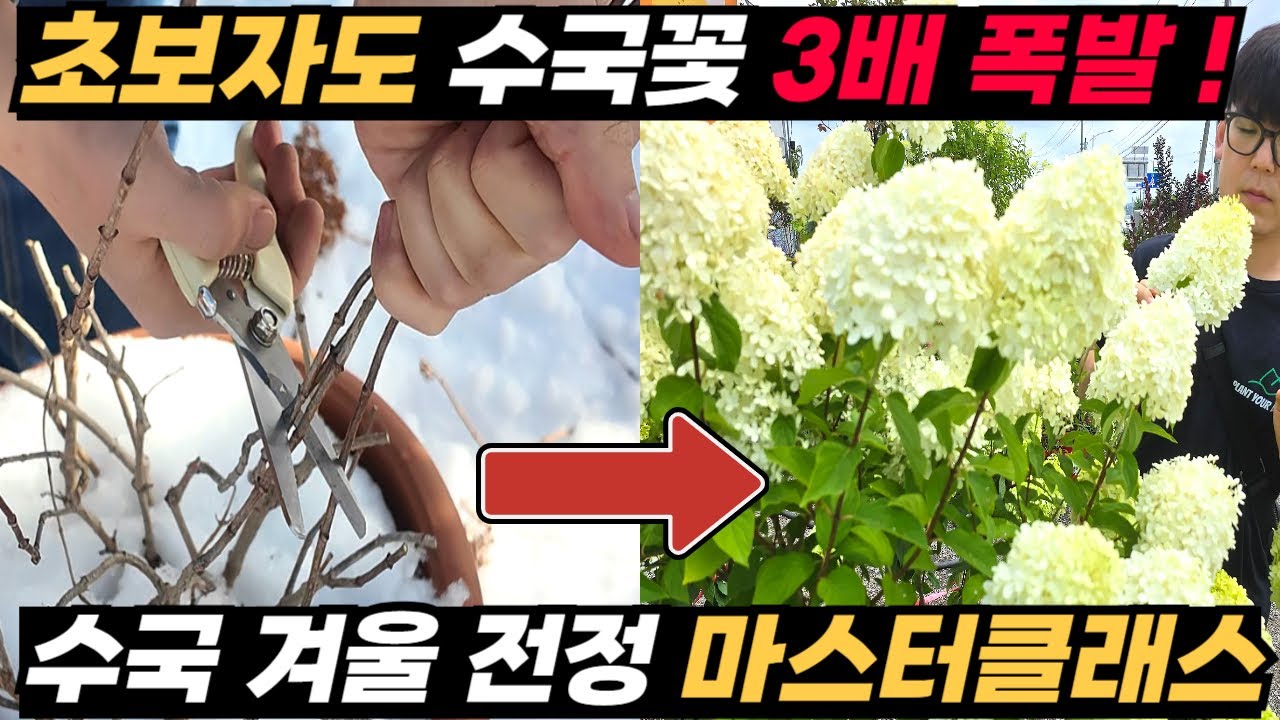 2월 전정시 올여름 꽃 3배! 수국 겨울 전정법 이 영상으로 종결