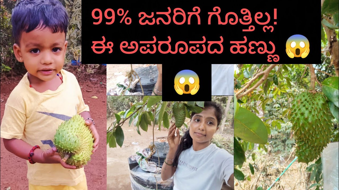 .     99% ಜನರಿಗೆ ಗೊತ್ತಿಲ್ಲ!ಈ ಅಪರೂಪದ ಹಣ್ಣು 😱 😱😱#shorts #minivlog #youtubeshorts #shortvideo 