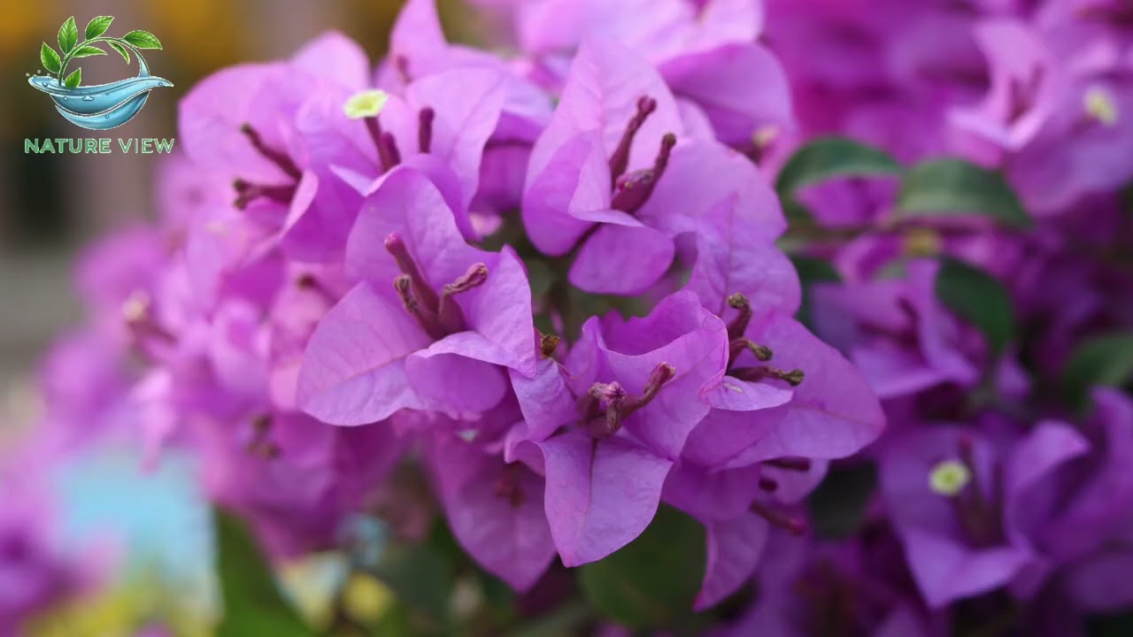 Bougainvillea Blooming Season  Stunning 4K Garden Footage