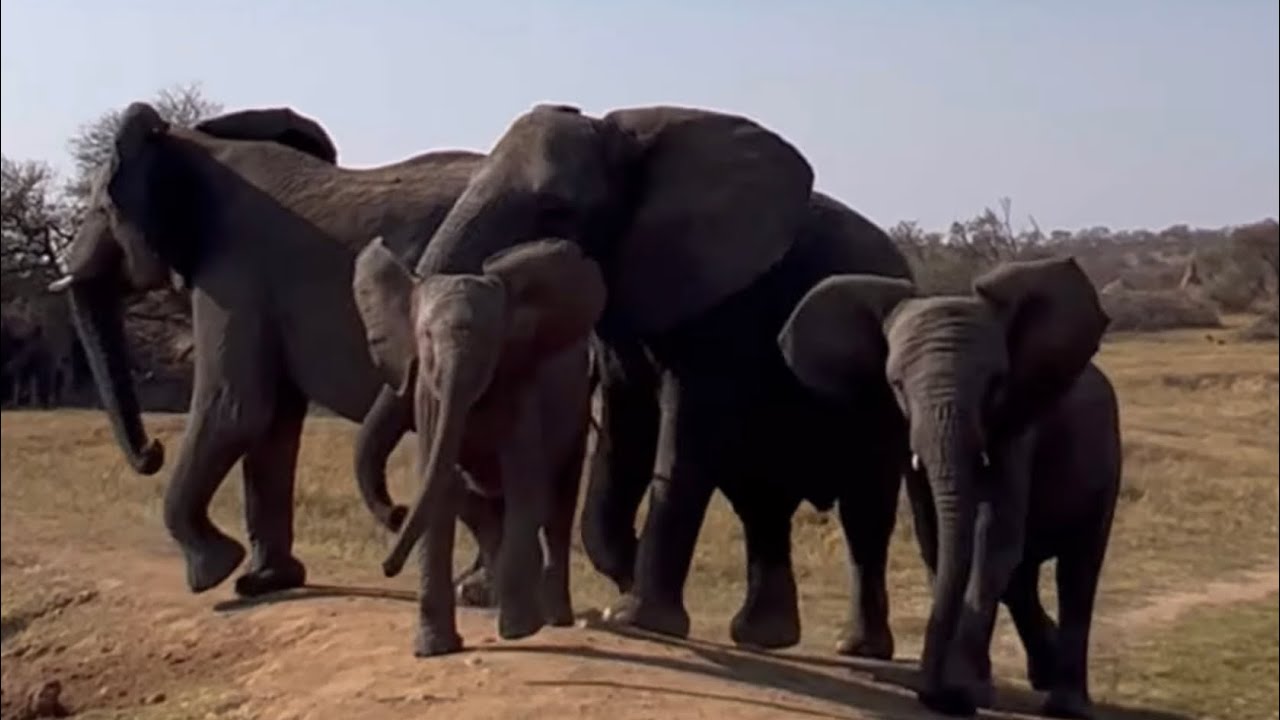 A Small Trumpet from Khanyisa & the Elephant Herd Come Running!