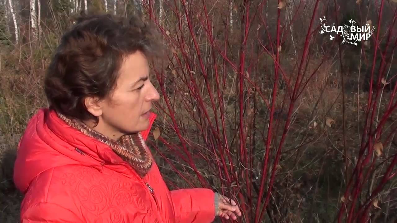 Декоративные кустарники для сада. Дерен или свидина. Сайт 