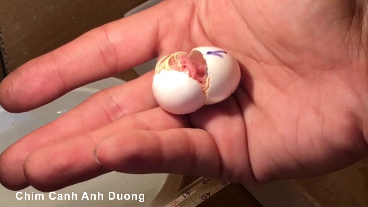 Hướng dẫn soi trứng chim cu gáy kiểm tra phôi còn sống hay chết trong quá trình ấp