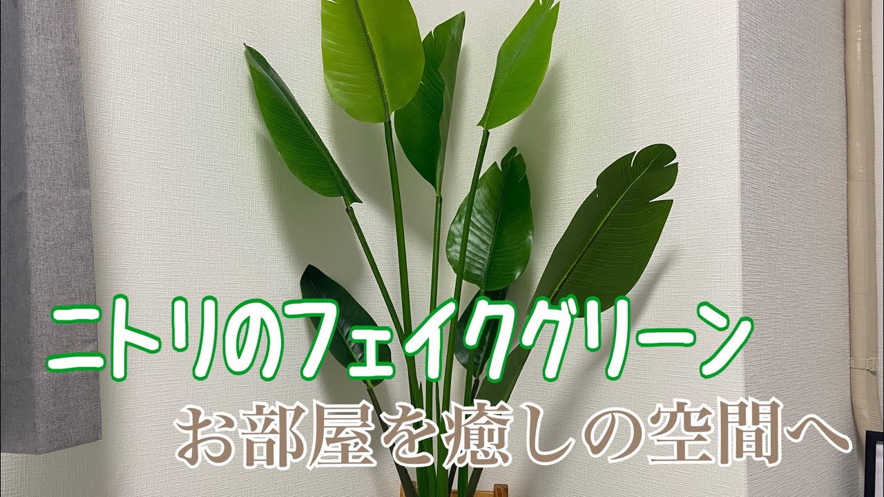 『一人暮らし』ニトリのフェイクグリーンで癒されるアラサー看護師