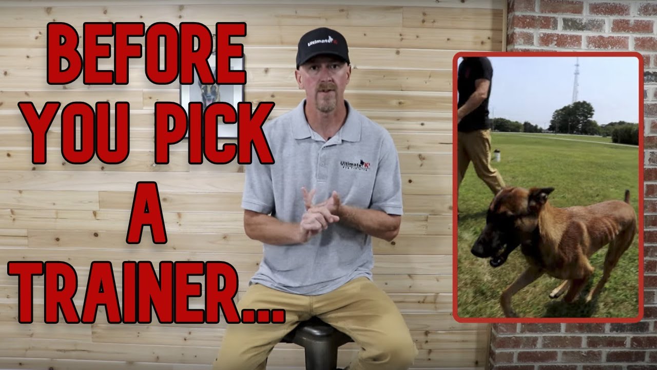 What to Consider BEFORE Picking a Dog Trainer.