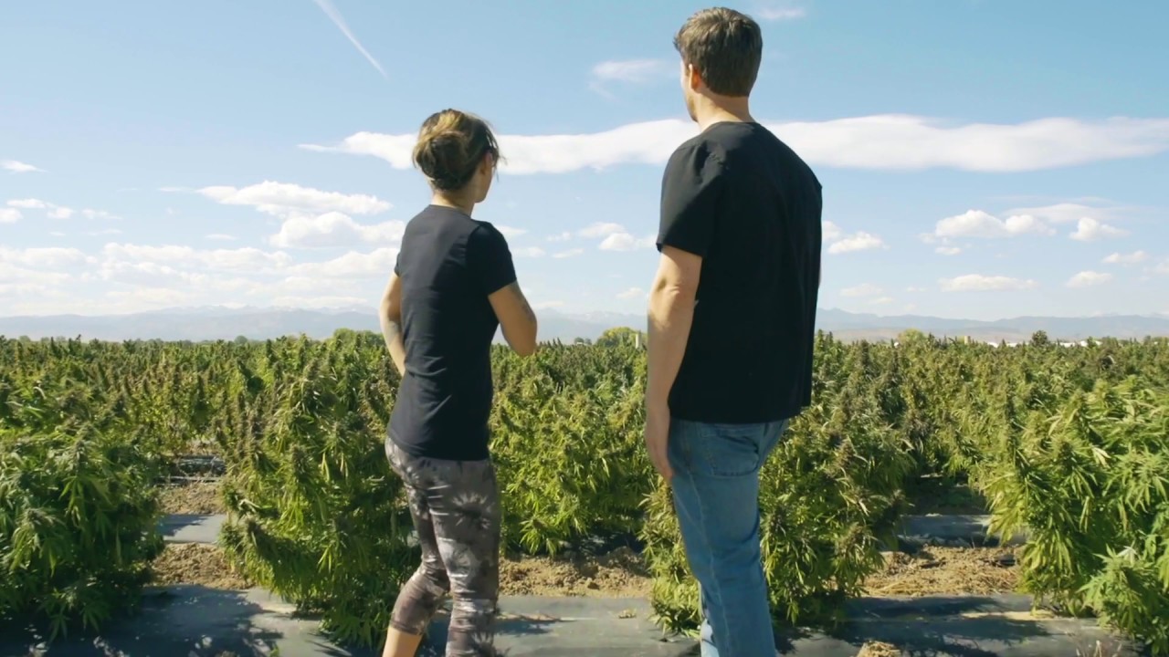 The Harvest - Blue Forest Farms