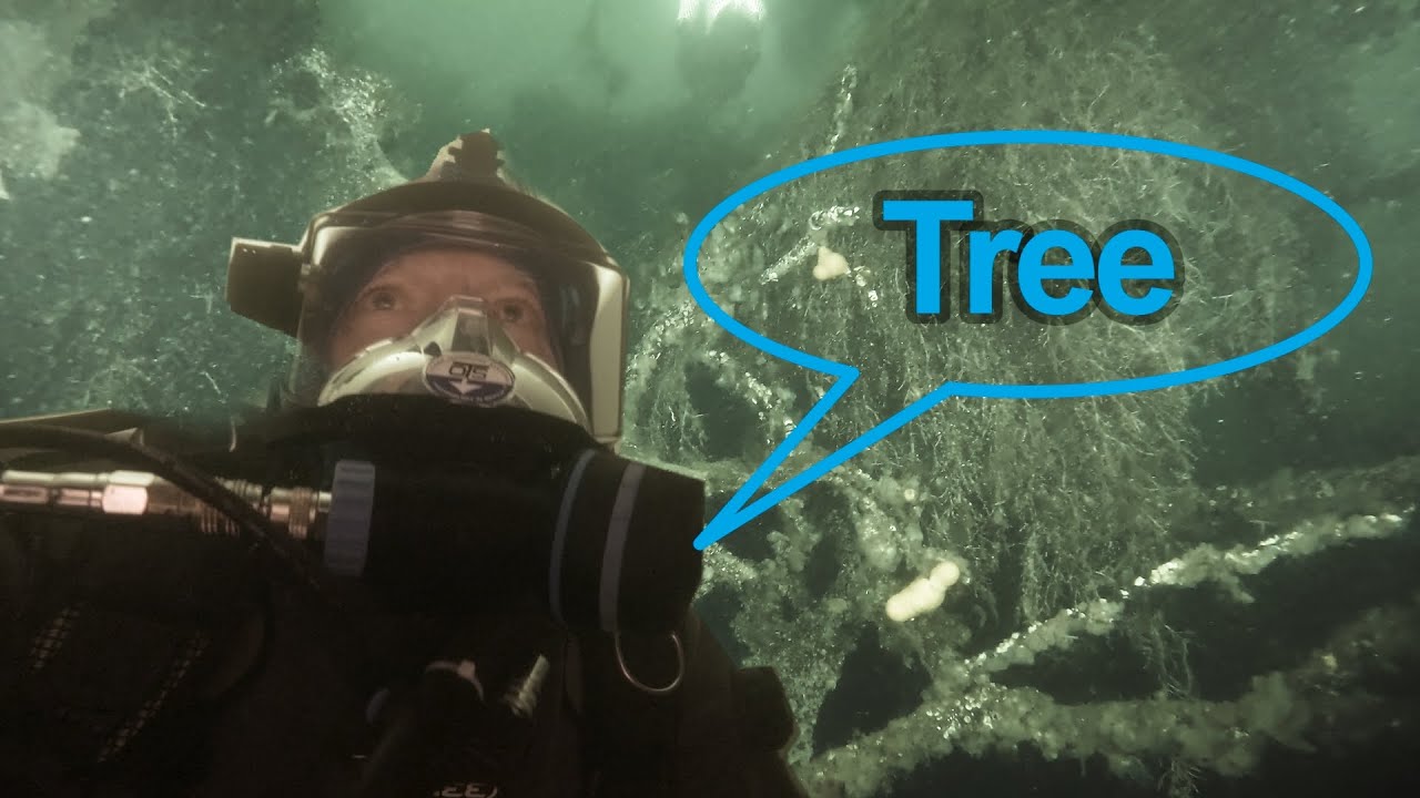 Scuba diving Minard Bay, Loch Fyne, Scotland