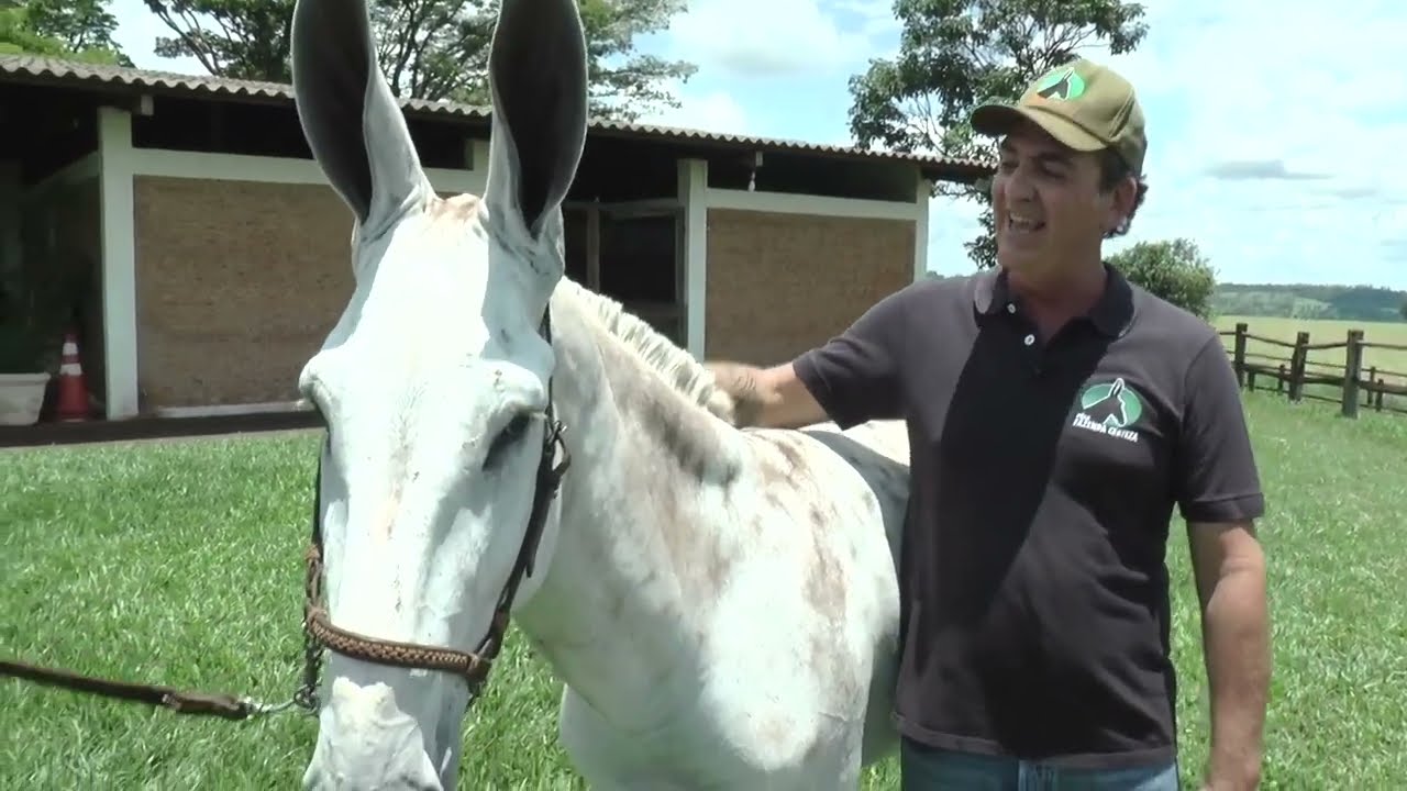Fazenda Certeza - Jumentos Pêga