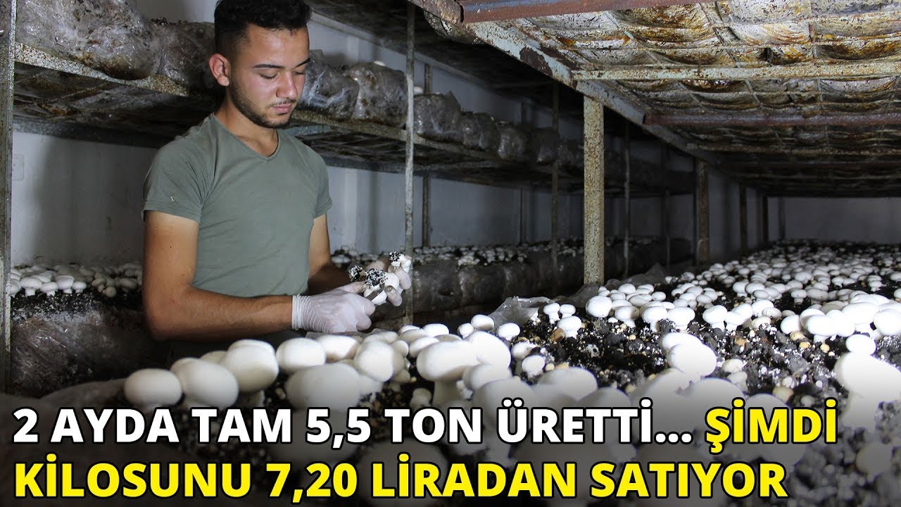 2 ayda tam 5,5 ton üretti... Şimdi kilosunu 7,20 liradan satıyor