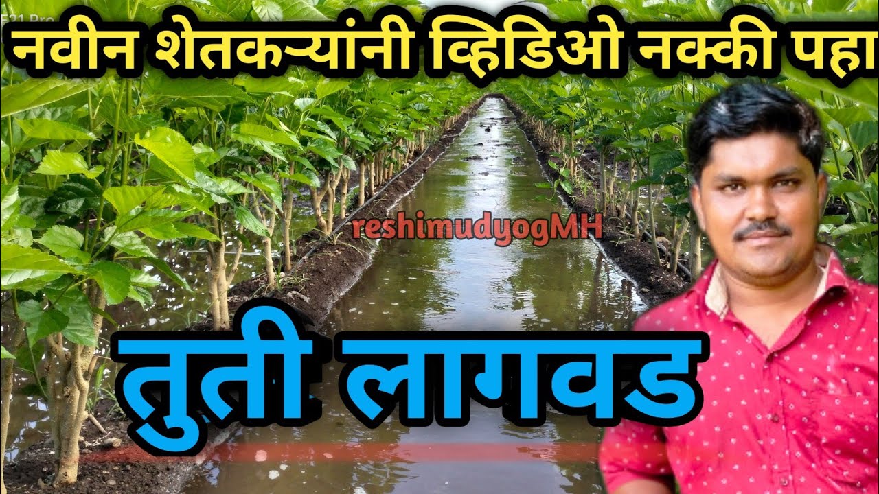 तुती लागवड सविस्तर माहिती ||योग्य अंतर ||tuti variety ||कांडी लावावी कि रोप ||(