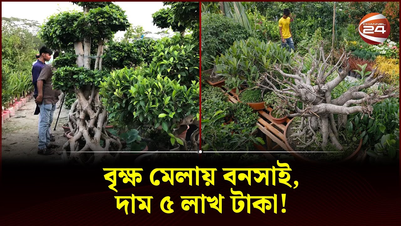 বৃক্ষ মেলায় বনসাই, দাম ৫ লাখ টাকা! | Bonsai Tree | Tree fair | Dhaka | Channel 24