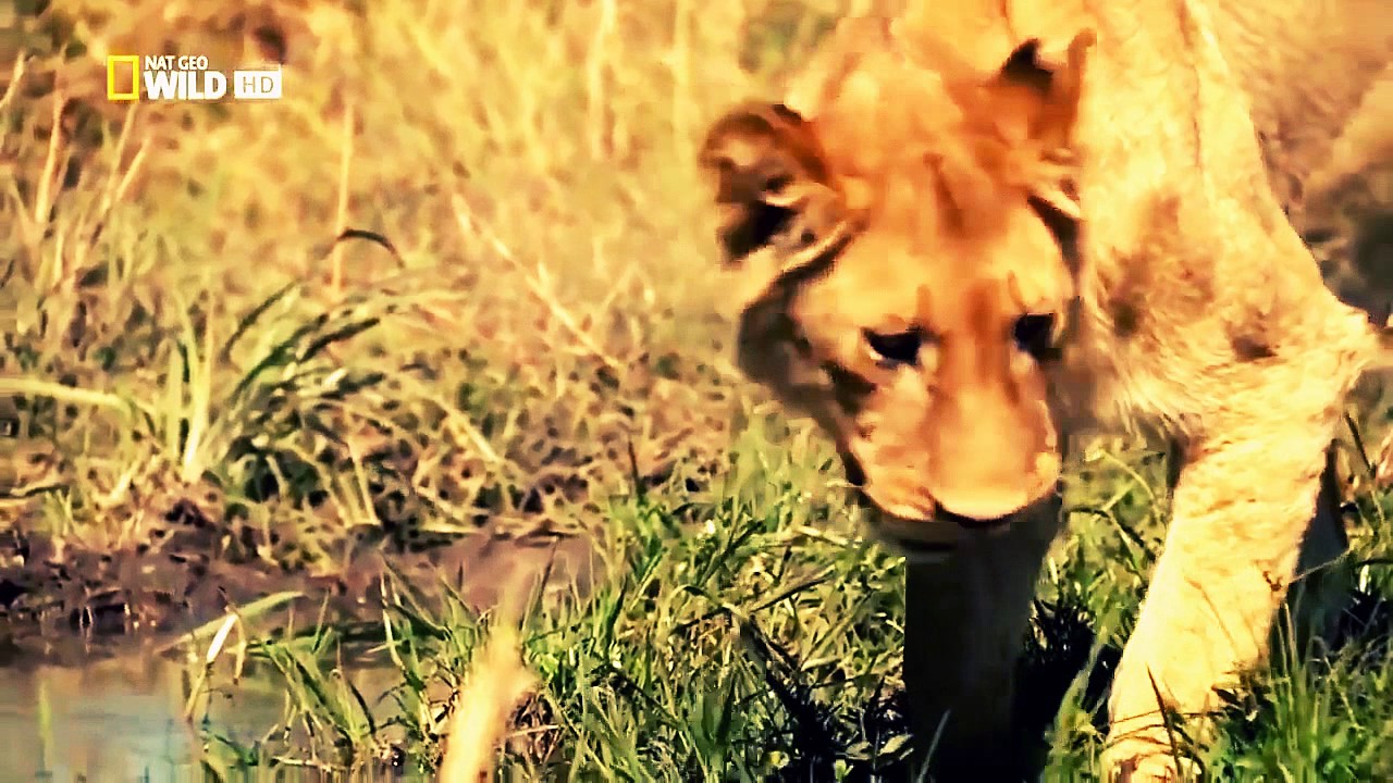 Lion Battle zone full documentary wildlife animals