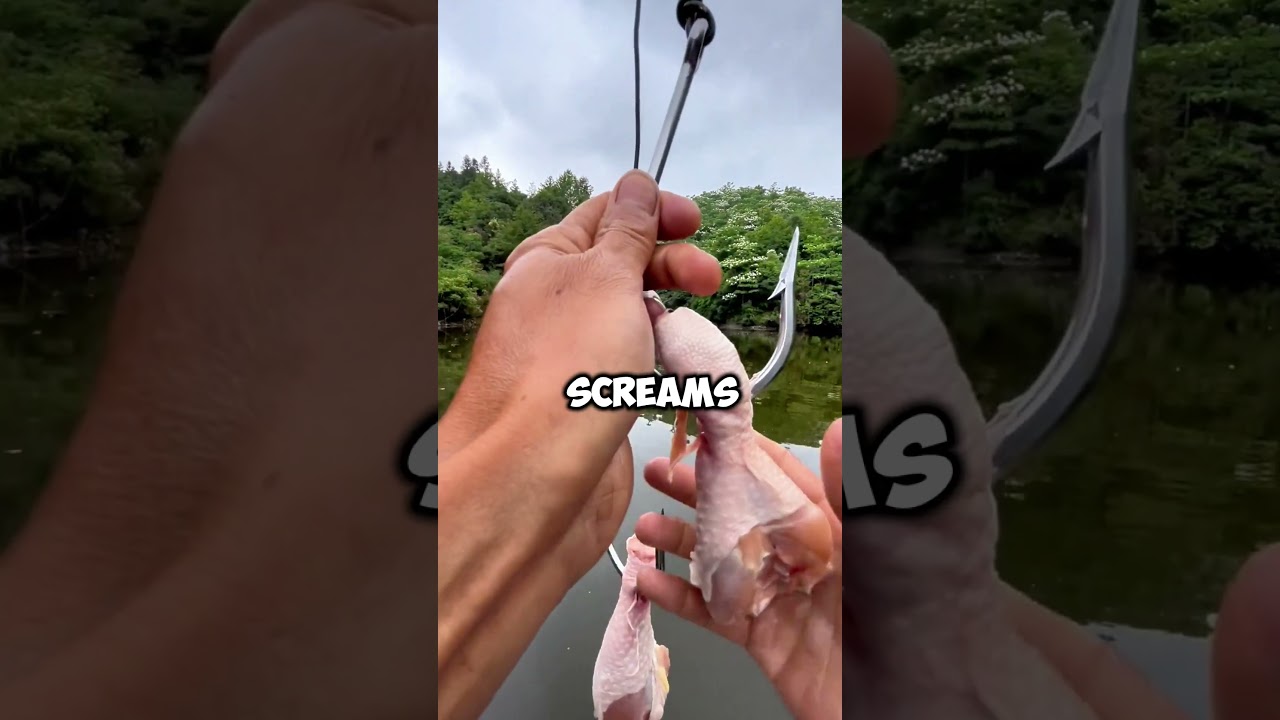 Ловите рыбу на куриные ножки? Этот трюк действительно работает! #рыбалка #видеорыбалки #рыбалкажизнь