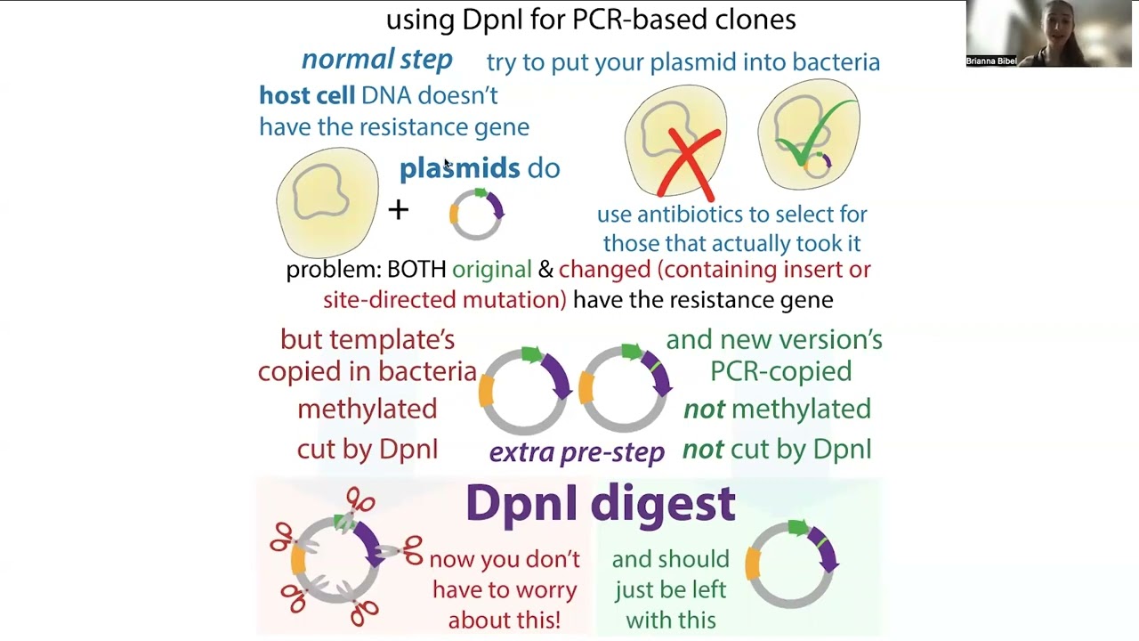 DpnI digest in PCR-based molecular cloning