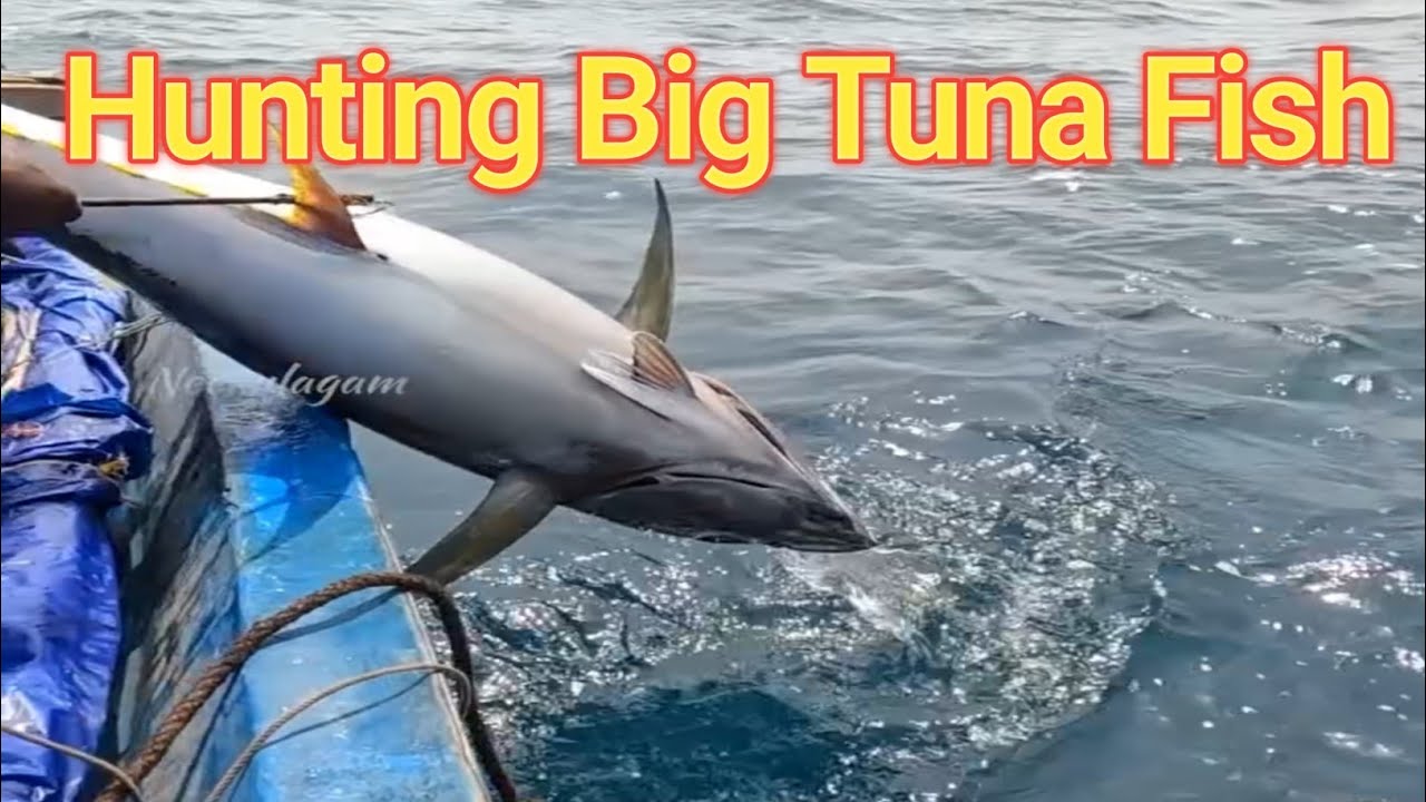 Hunting Big Tuna Fish, Sail Fish, & Mahi Fish in The Sea