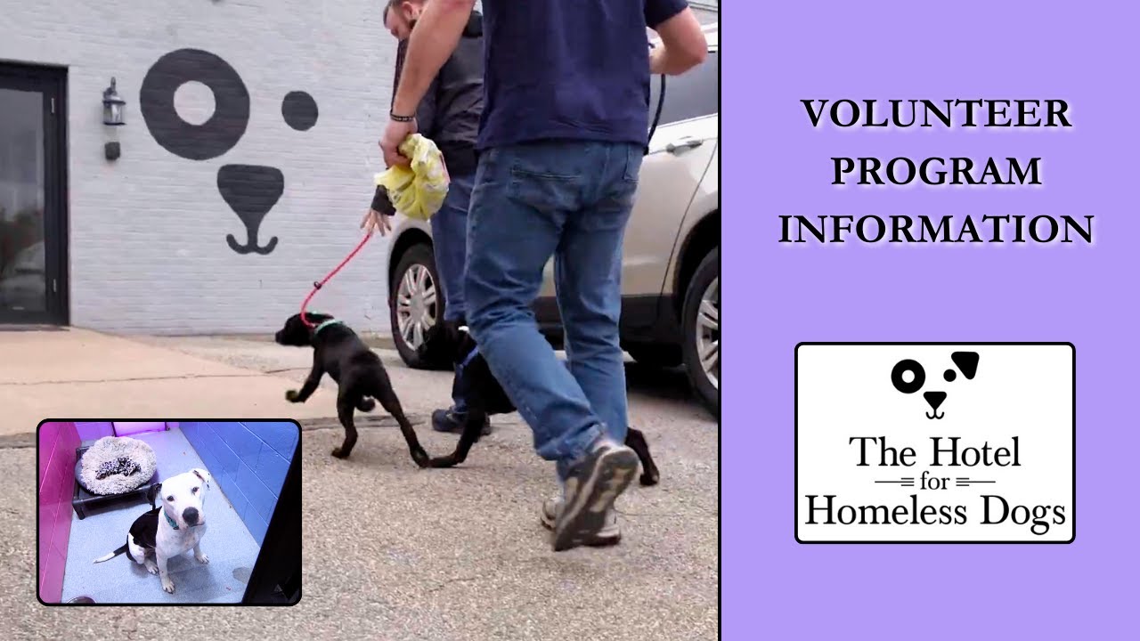 Volunteer at The Hotel For Homeless Dogs - Cumberland, RI | The New England Humane Society