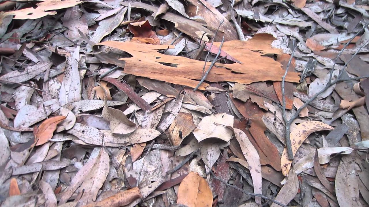 Walking leech